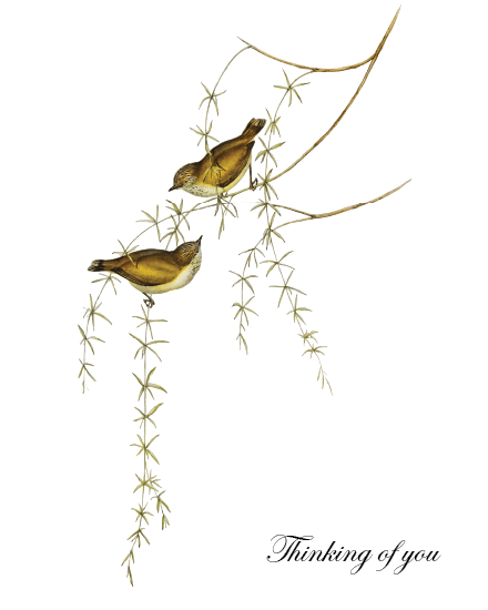 Birds Thinking Of You